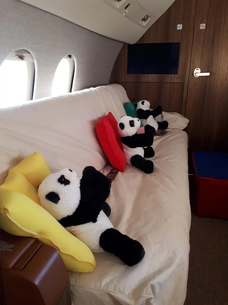 Pandas_Min (WebP)